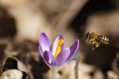 Crocus vernus