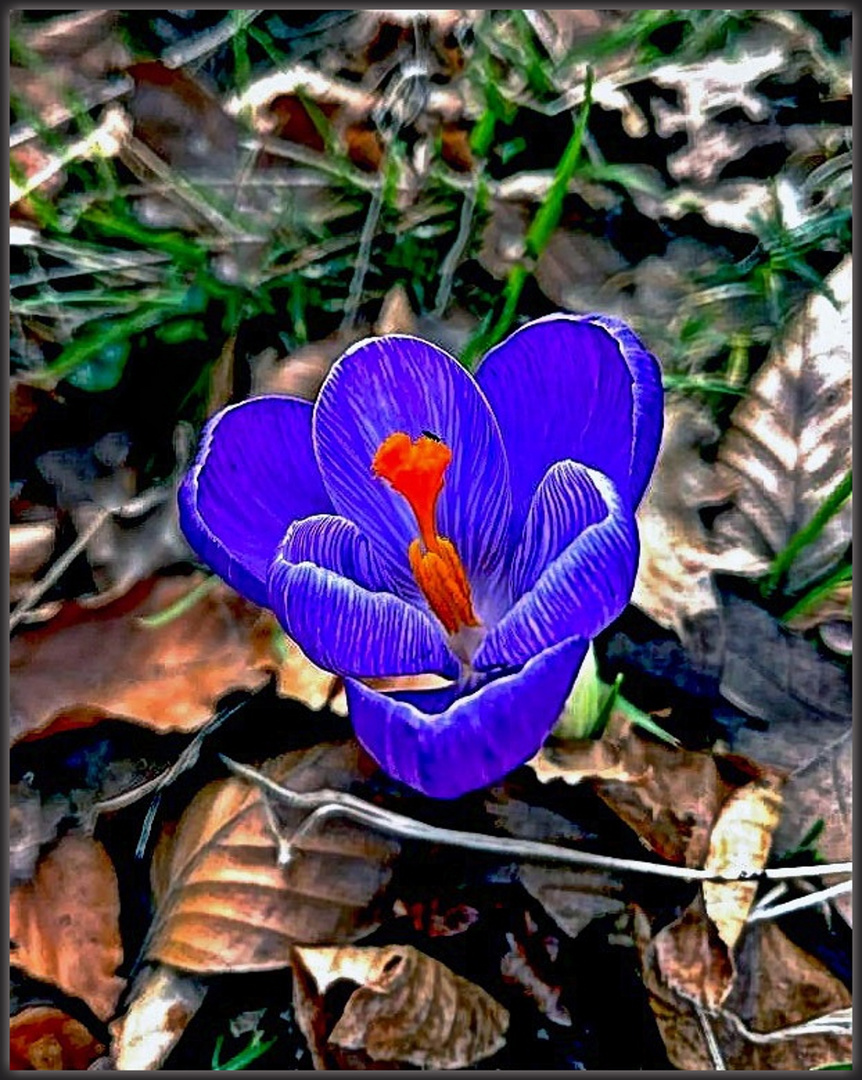 Crocus vernus / Frühlings-Krokus