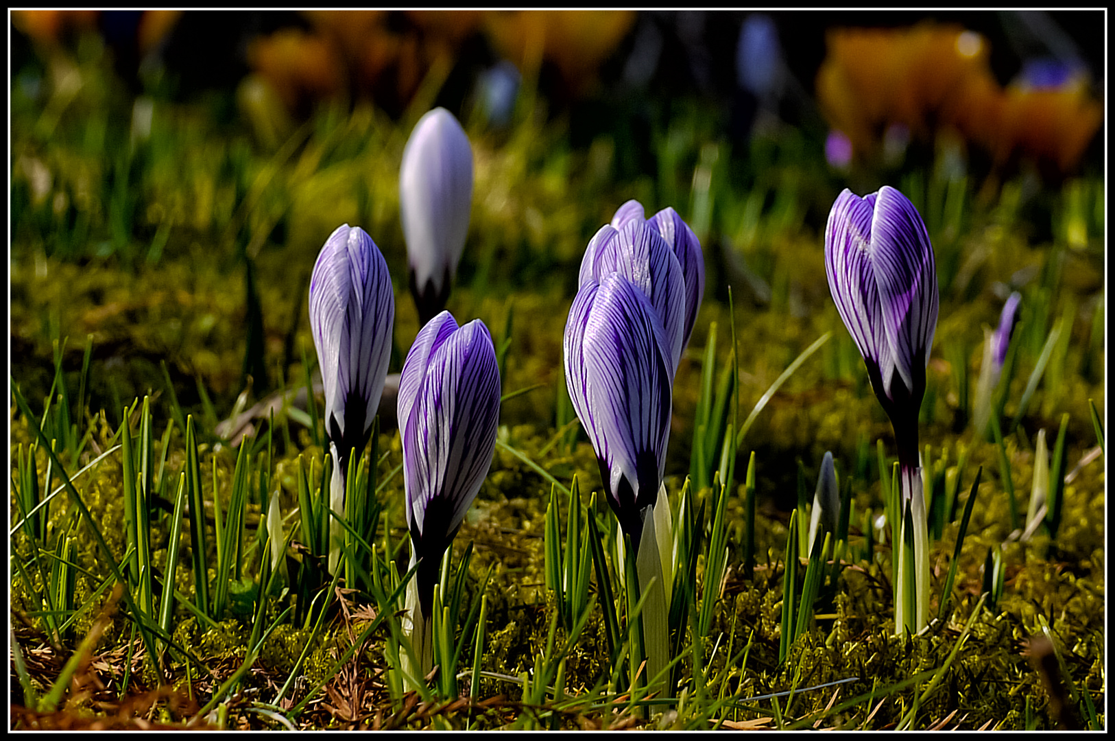 Crocus vernus ° Pickwick °