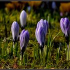 Crocus vernus ° Pickwick °