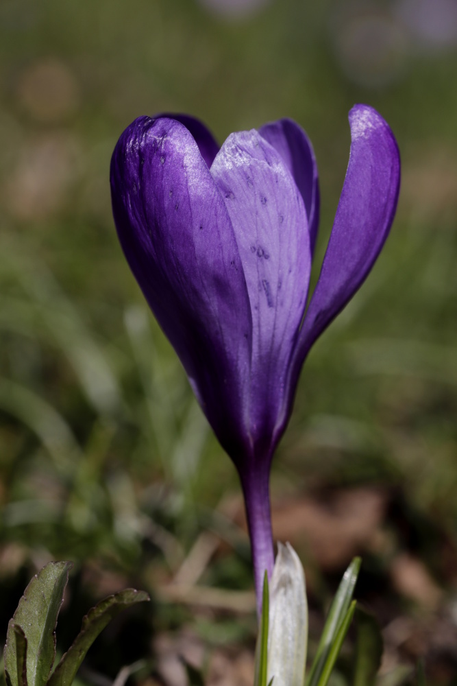 Crocus - version 1 with aperture 7.1