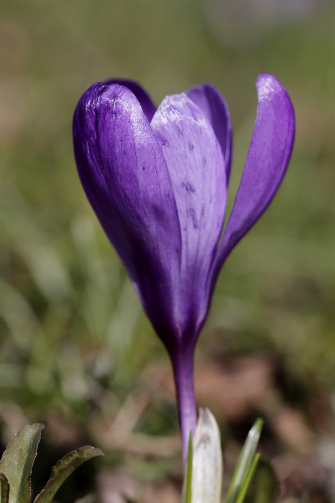 Crocus - version 2 with aperture 5.6