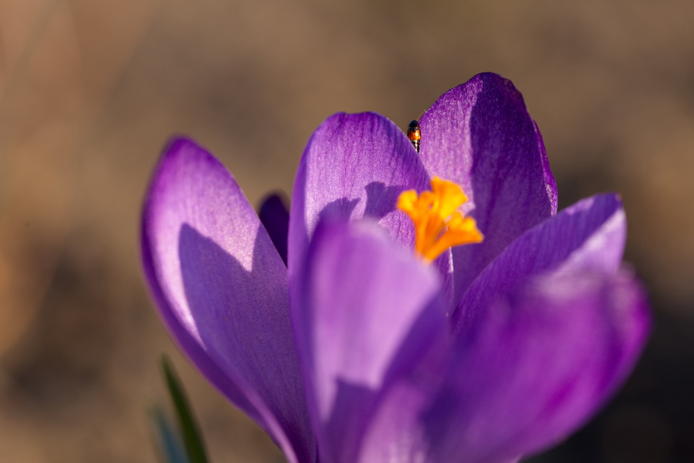 Crocus with a bug