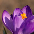 Crocus with a bug