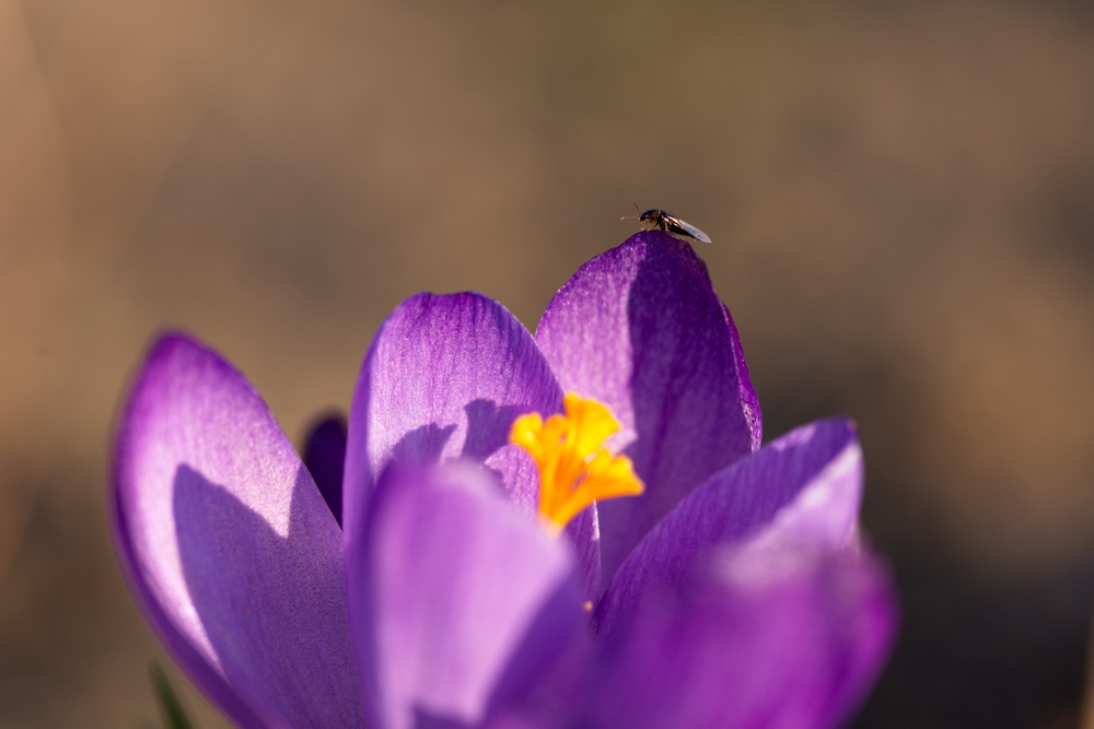 Crocus with a bug