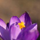 Crocus with a bug
