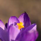 Crocus with a bug