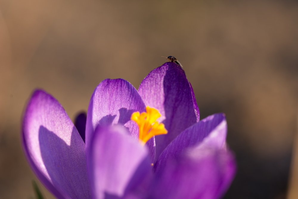 Crocus with a bug