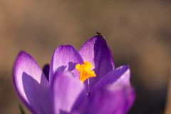 Crocus with a bug