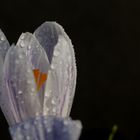 Crocus with droplets