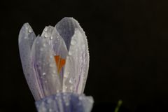 Crocus with droplets