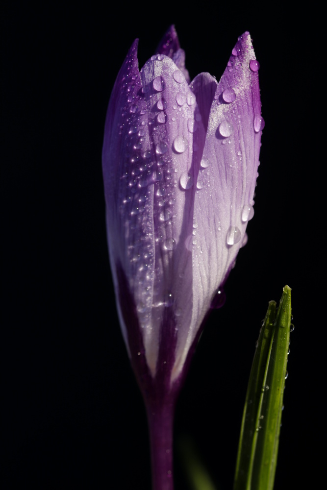 Crocus with droplets