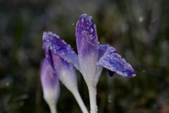 Crocus with white frost