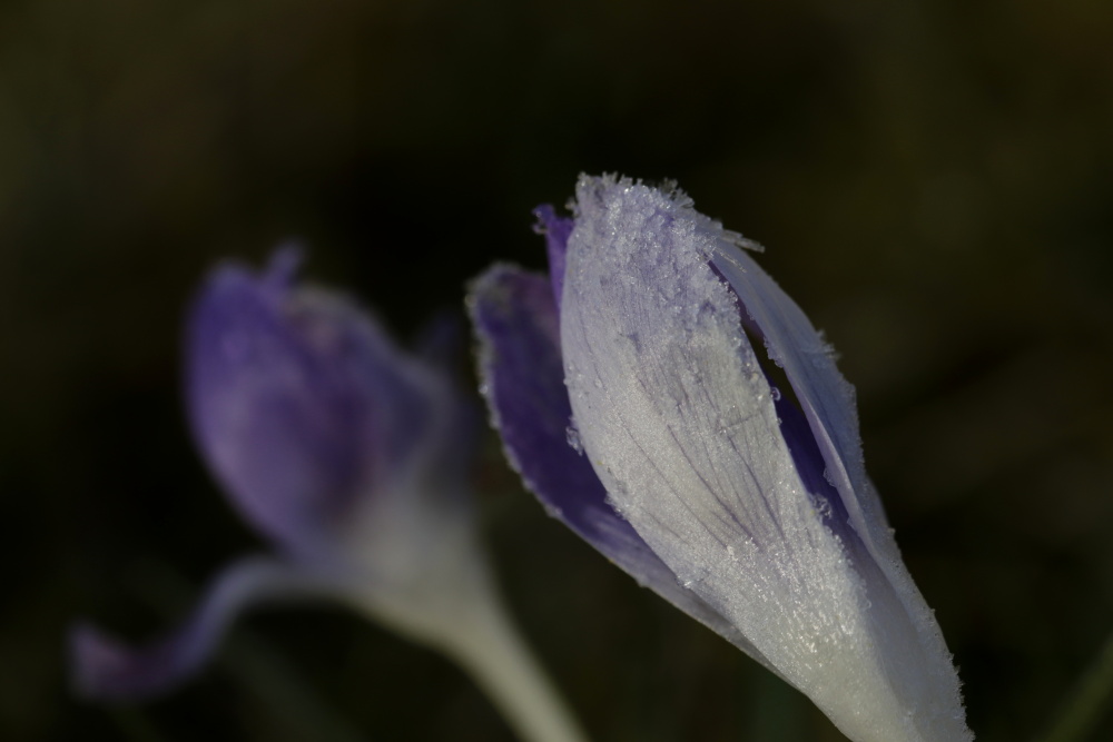 Crocus with white frost