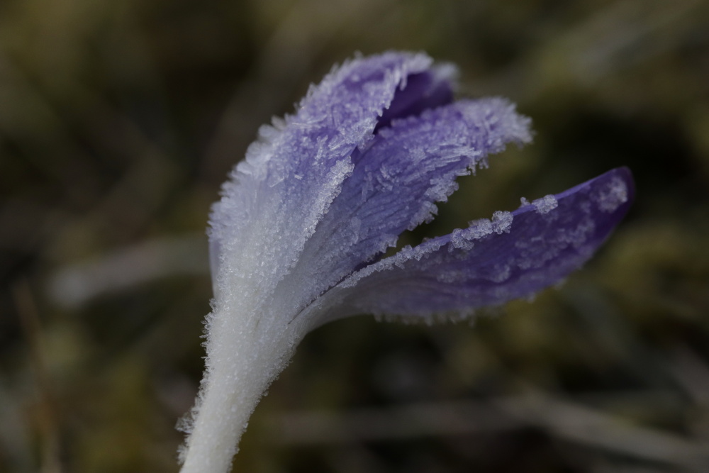 Crocus with white frost