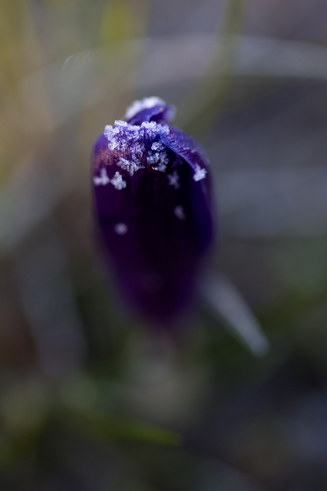 Crocus with whitefrost