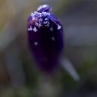 Crocus with whitefrost