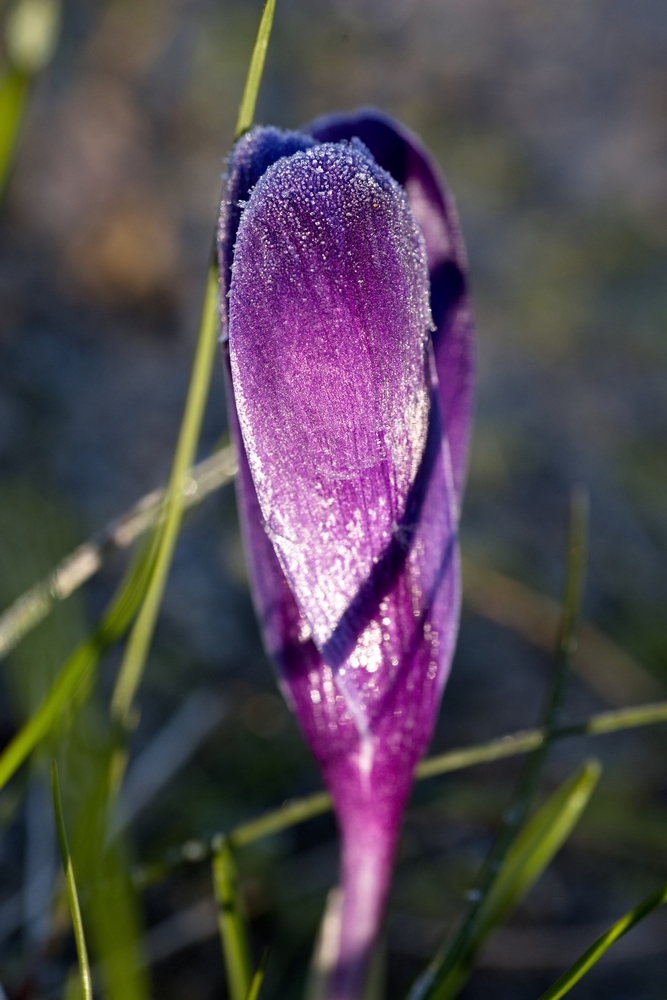 Crocus with whitefrost