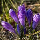 Crocus with whitefrost