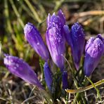 Crocus with whitefrost
