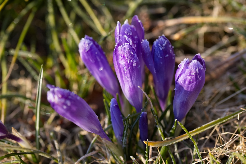 Crocus with whitefrost