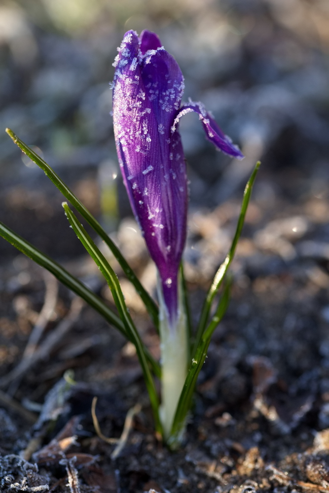 Crocus with whitefrost