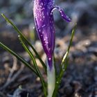 Crocus with whitefrost