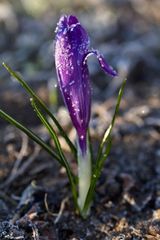 Crocus with whitefrost