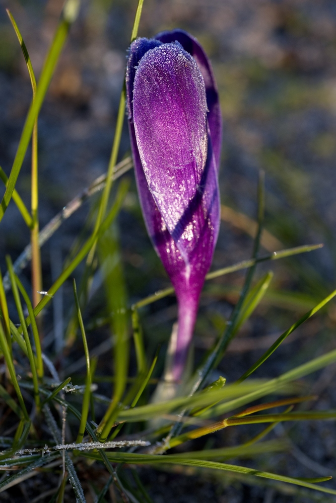 Crocus with whitefrost