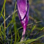 Crocus with whitefrost