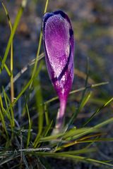Crocus with whitefrost