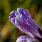 Crocus with whitefrost
