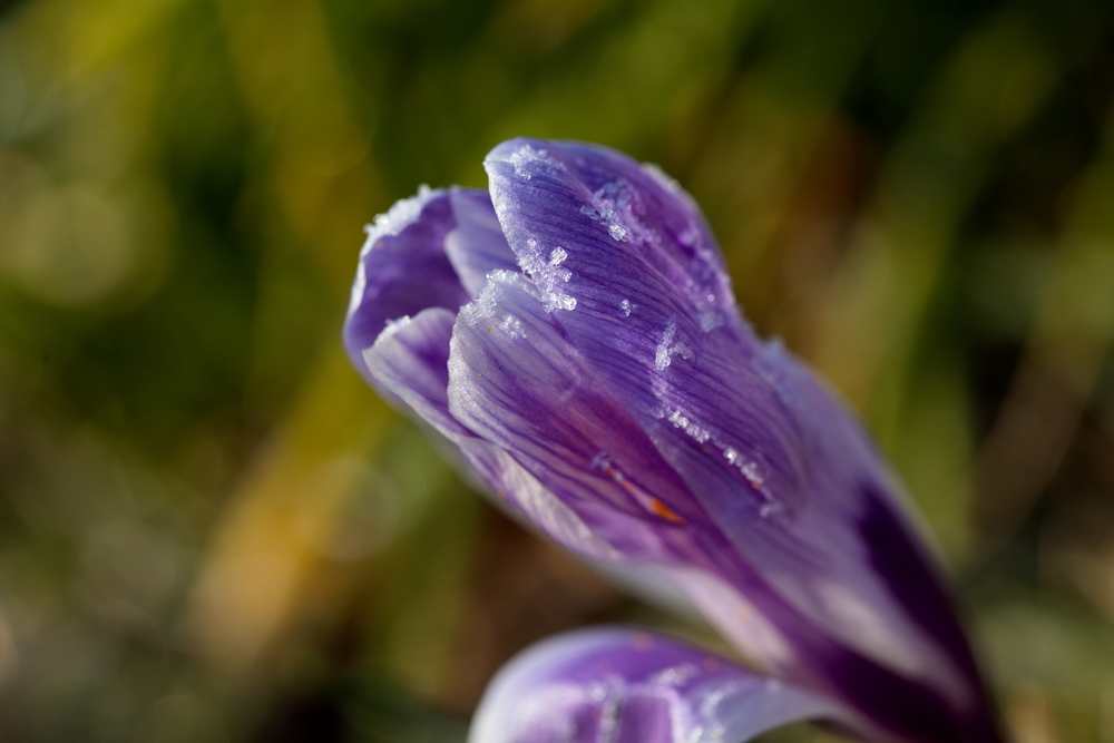 Crocus with whitefrost