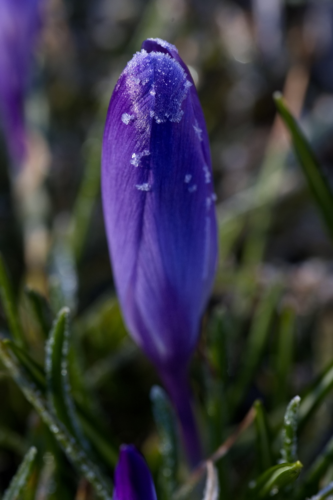 Crocus with whitefrost