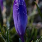 Crocus with whitefrost