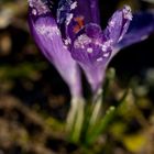 Crocus with whitefrost