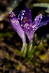 Crocus with whitefrost