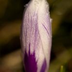 Crocus with whitefrost