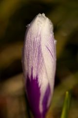 Crocus with whitefrost