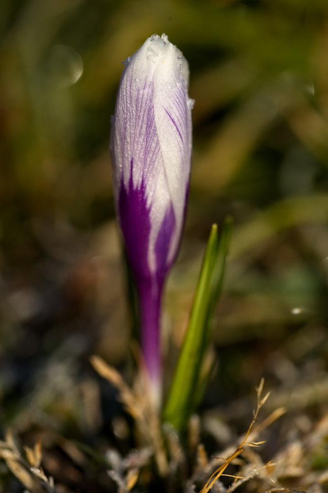 Crocus with whitefrost