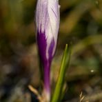 Crocus with whitefrost