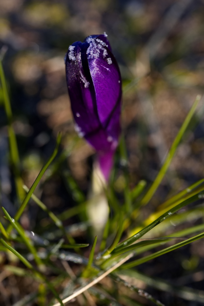 Crocus with whitefrost