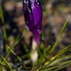 Crocus with whitefrost