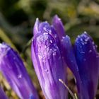 Crocus with whitefrost