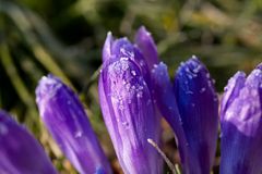 Crocus with whitefrost