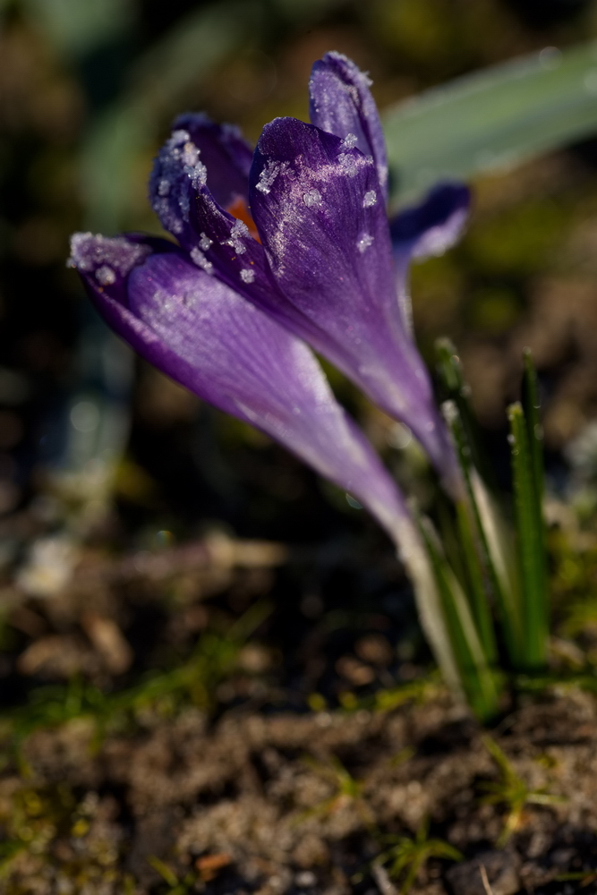 Crocus with whitefrost