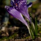 Crocus with whitefrost