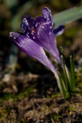 Crocus with whitefrost
