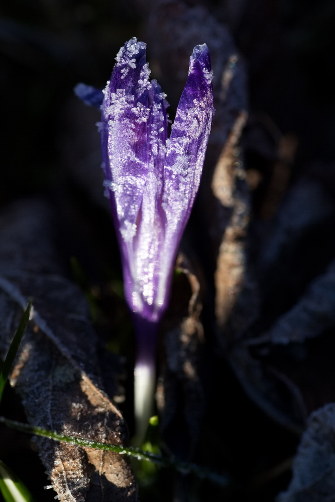 Crocus with whitefrost
