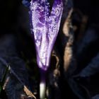 Crocus with whitefrost